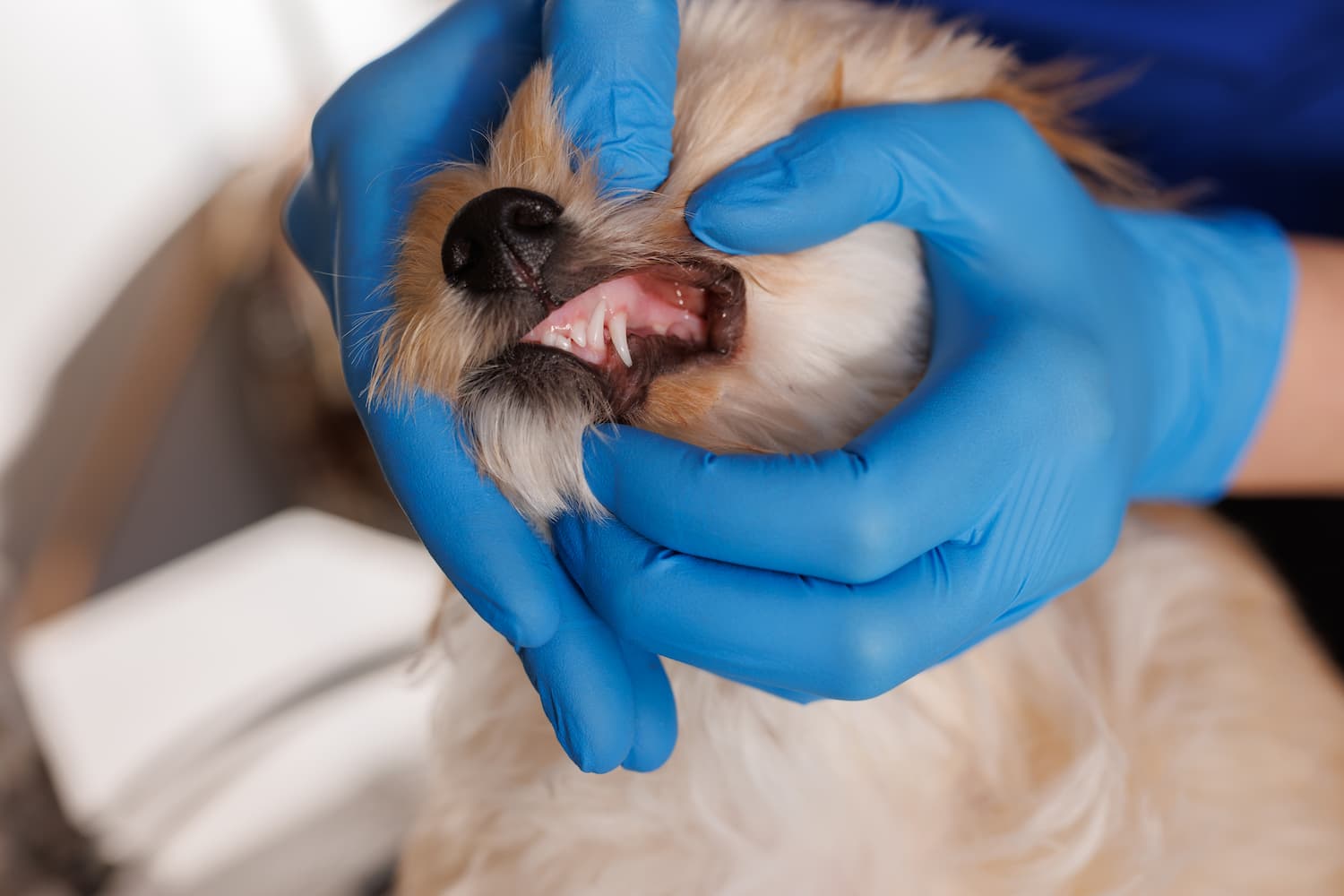 A person wearing blue gloves examines a small dog's teeth by gently lifting its upper lip, demonstrating proper dental care.