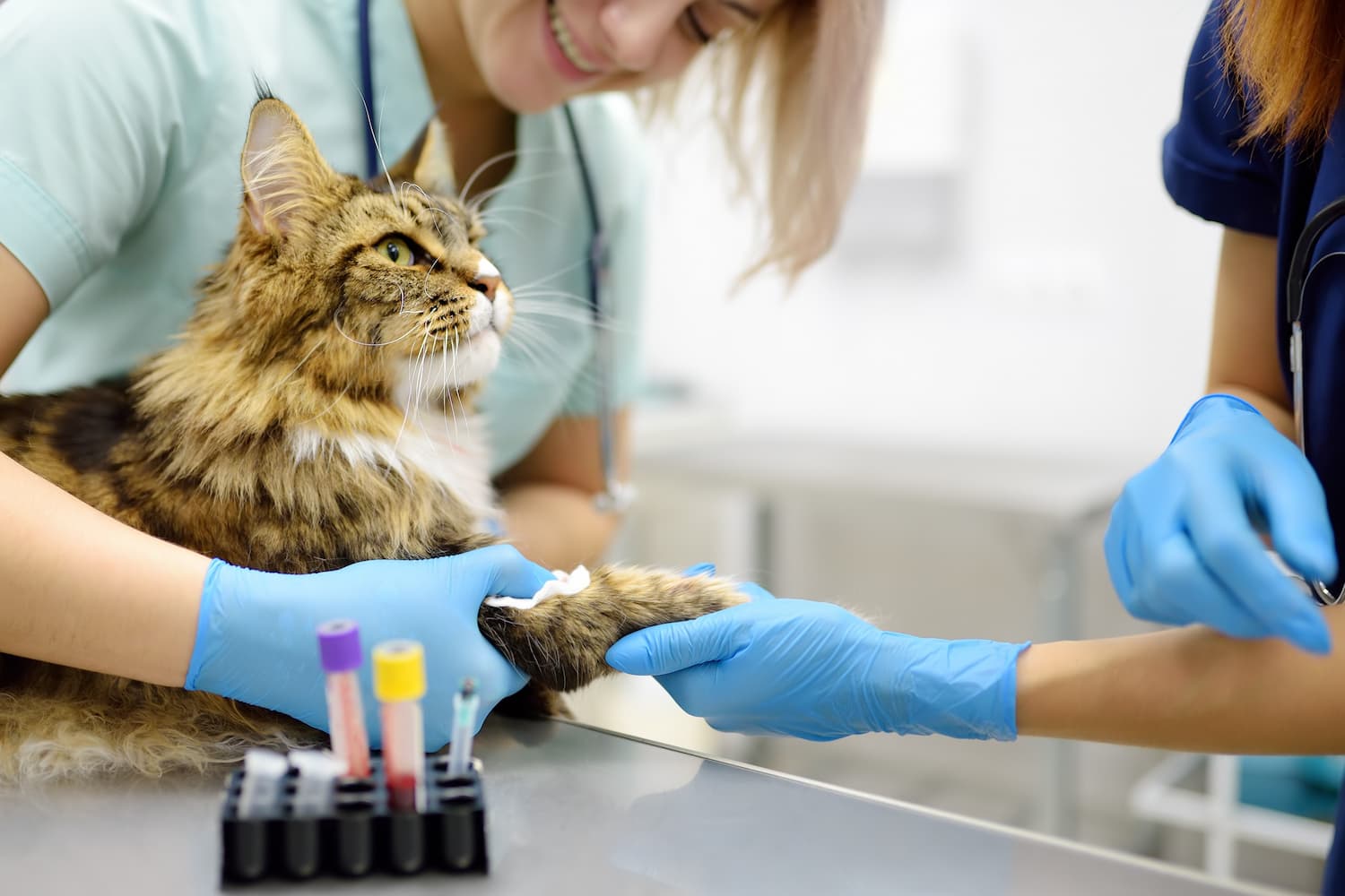Two veterinarians wearing gloves draw blood from a long-haired cat's front leg in a veterinary clinic, with blood sample tubes visible in the foreground.