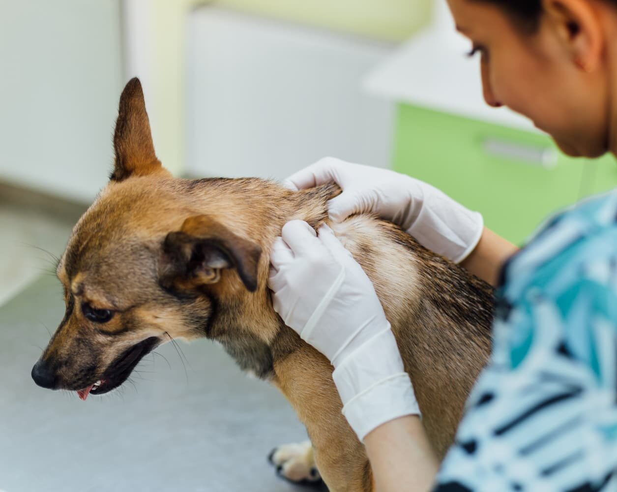 A veterinarian wearing gloves examines the skin, fur, and dental health of a brown dog in a clinical setting.