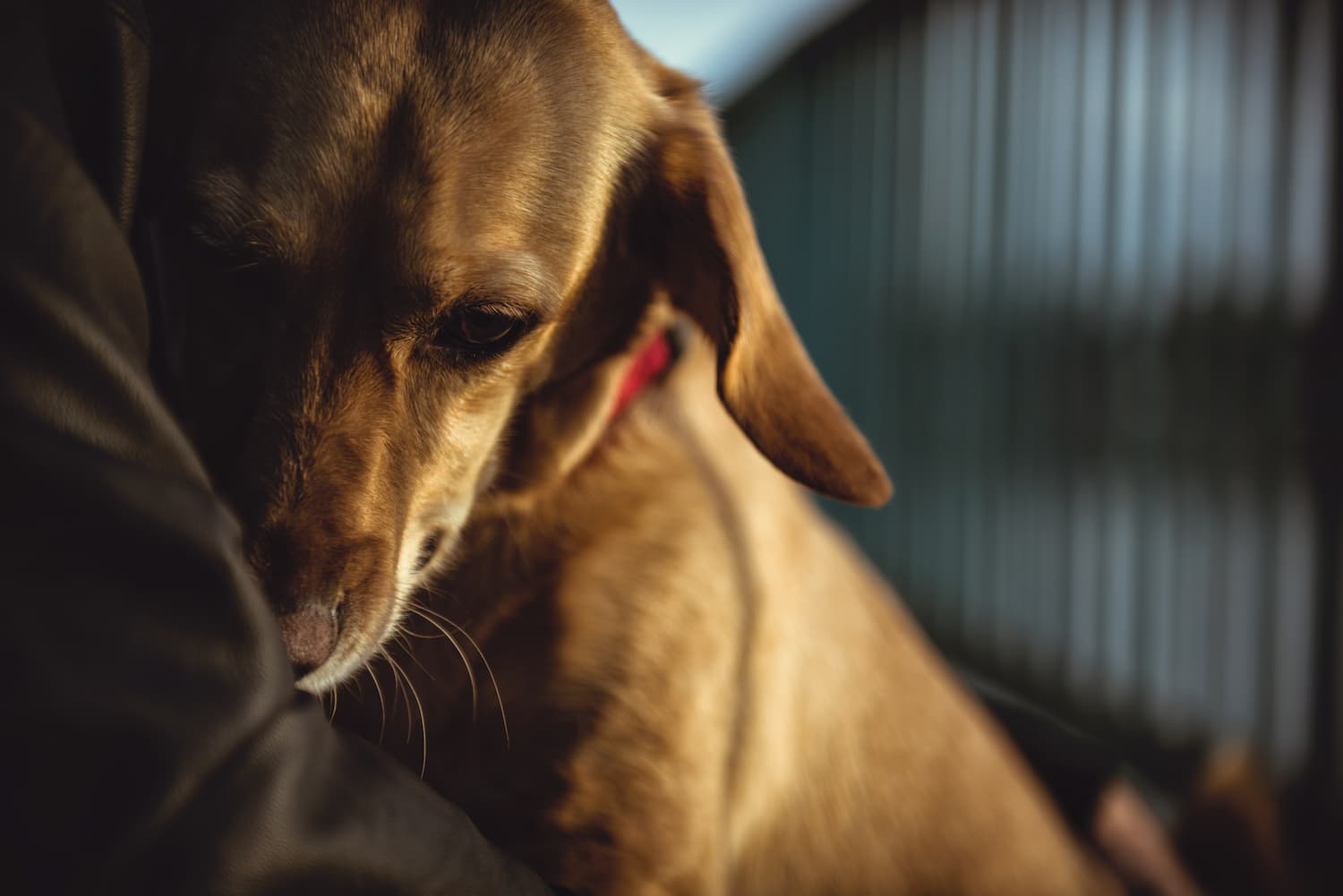 A brown dog with a red collar rests its head on a person's arm, receiving gentle end-of-life care, with a metal fence and sunlight in the background.