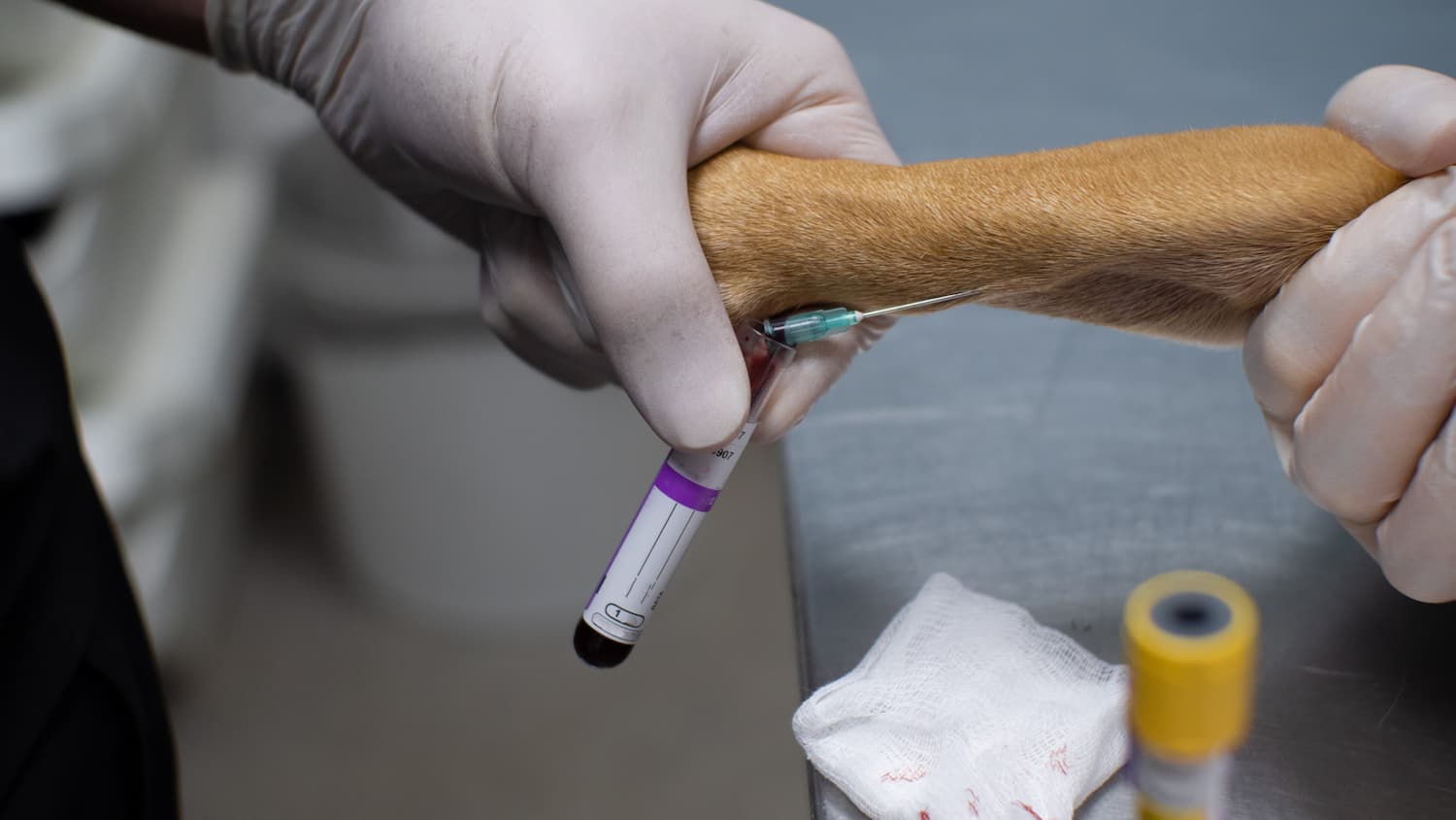 A gloved hand draws blood from a dog's leg using a syringe and collects it in a test tube on a medical table.