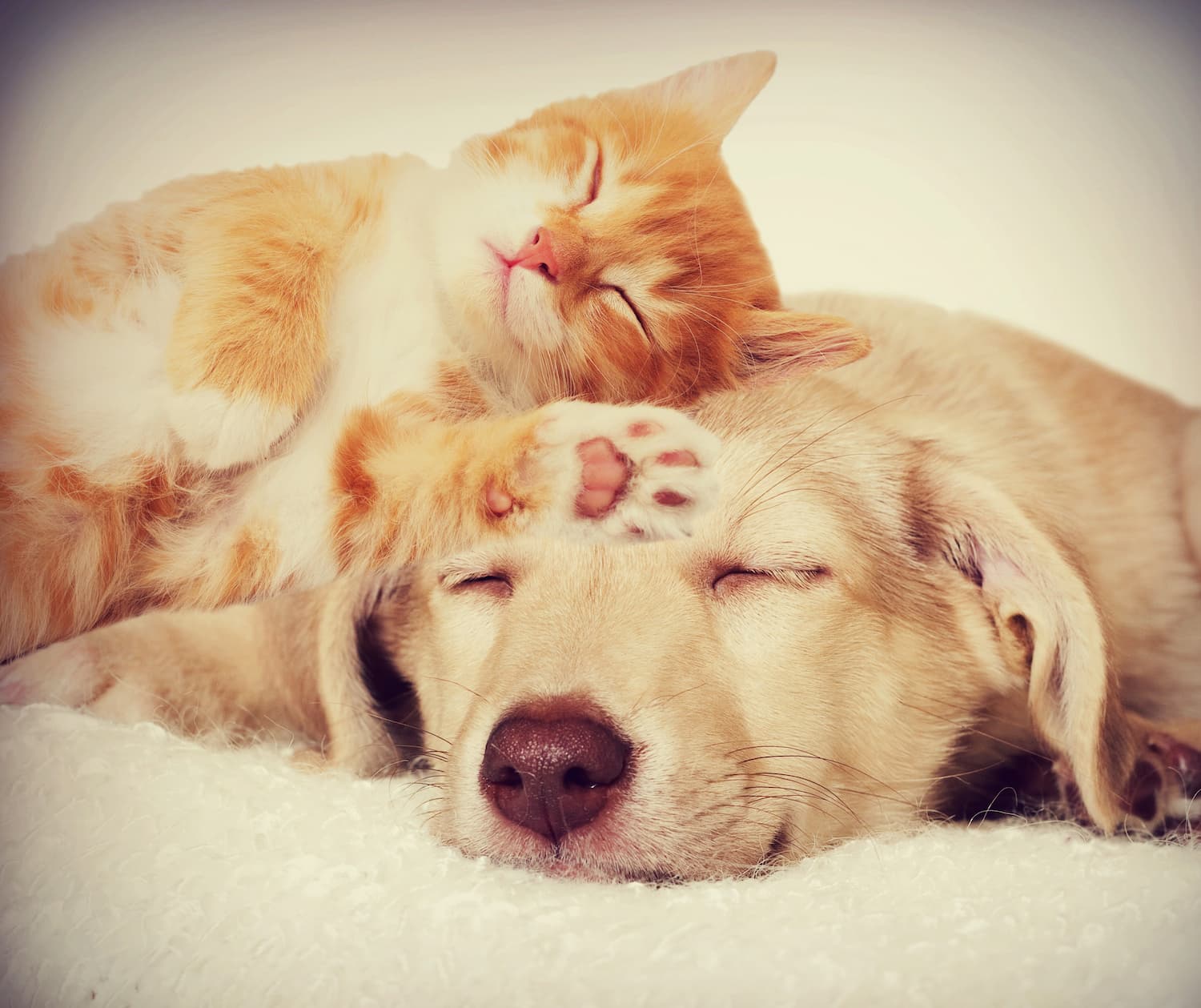 A ginger kitten and a light brown dog are sleeping close together, with the kitten’s paw resting on the dog’s head.