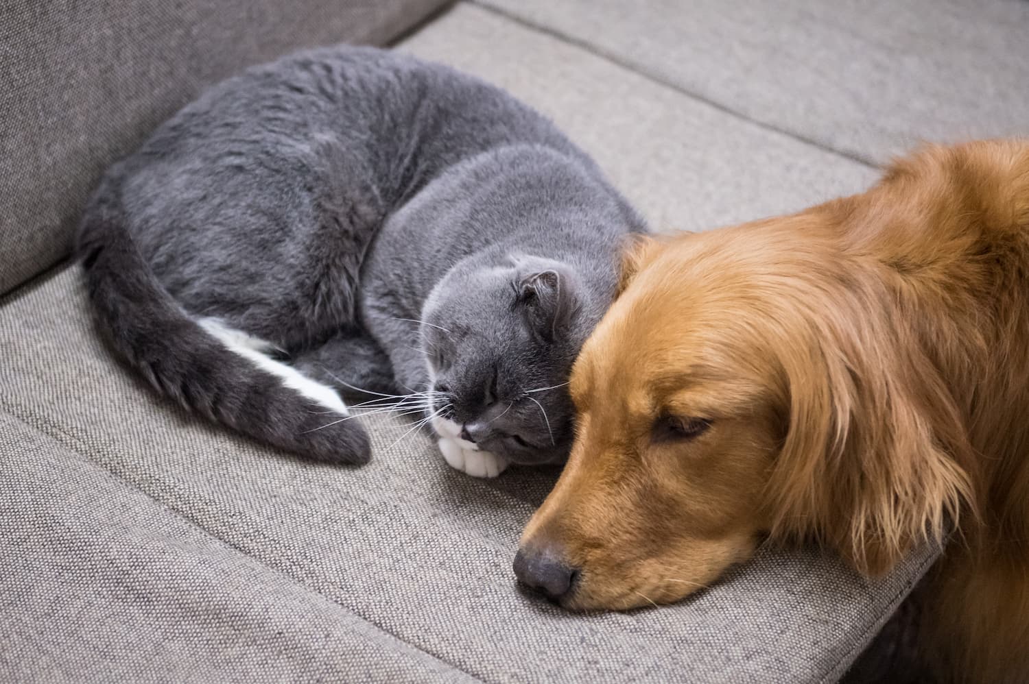 A gray cat is curled up sleeping on a couch next to a golden retriever lying with its head resting close to the cat.