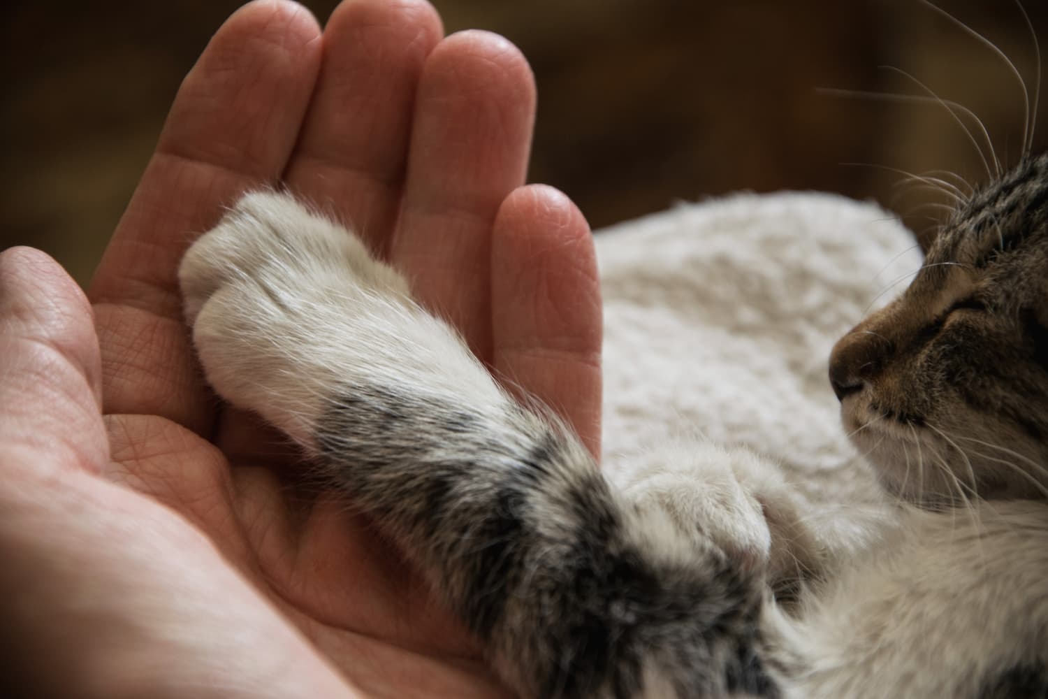 A close-up of a person's hand holding a cat's paw while the cat rests with its eyes closed.