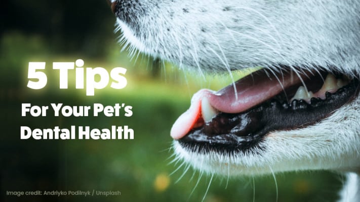 Close-up of a dog's open mouth with text overlay: "5 Tips For Your Pet’s Dental Health" on a blurred outdoor background.