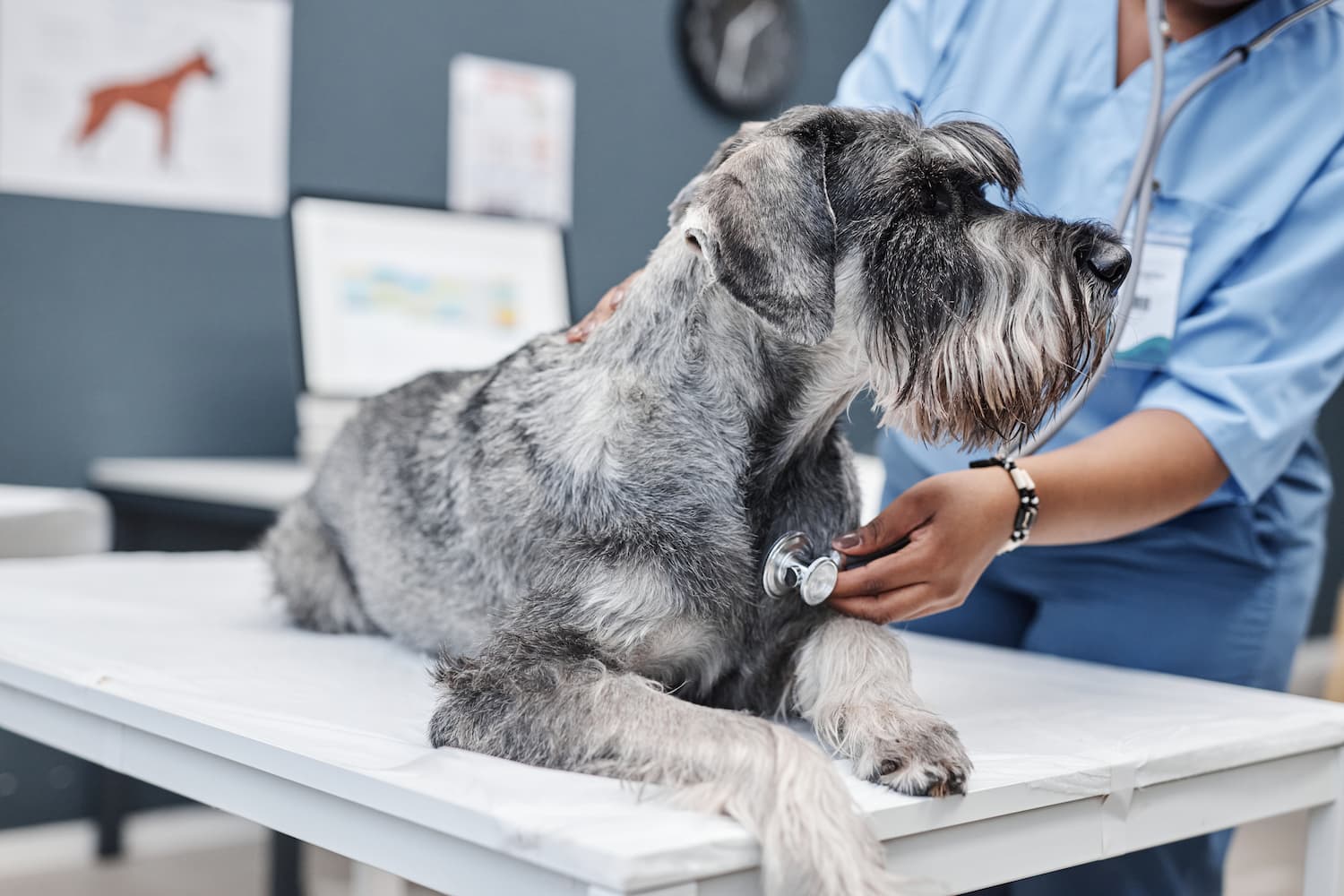 A veterinarian in blue scrubs uses a stethoscope to examine a gray Schnauzer dog lying on an exam table, ensuring the pet’s overall health and checking for any dental concerns in the clinic.