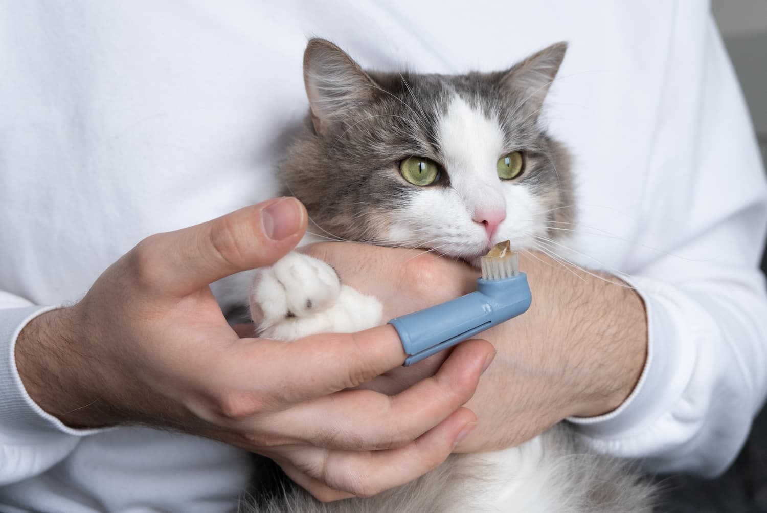 Person holding a cat while using a finger toothbrush to clean the cat’s teeth.