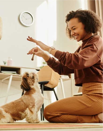 A woman kneels indoors, smiling and holding a treat above a small dog that is sitting and looking up at her. A desk, chair, and wall clock are visible in the background.