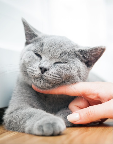 A gray cat with closed eyes lies on a wooden surface, appearing relaxed while a hand gently scratches its chin.