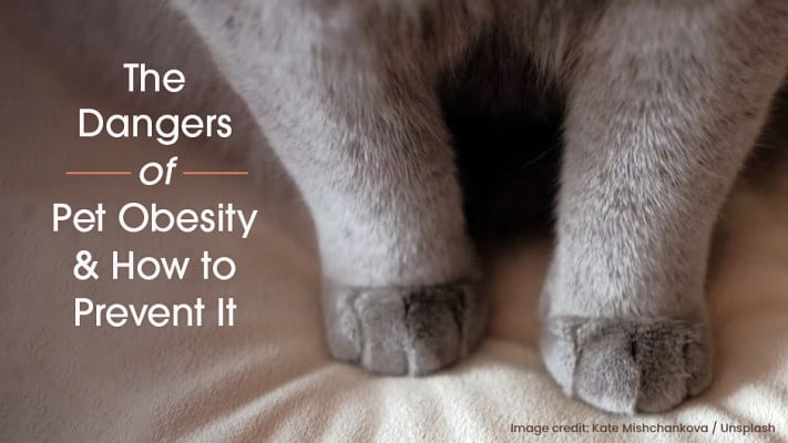 Close-up photo of an overweight cat's legs and paws, with overlaid text discussing the dangers of pet obesity and prevention tips.