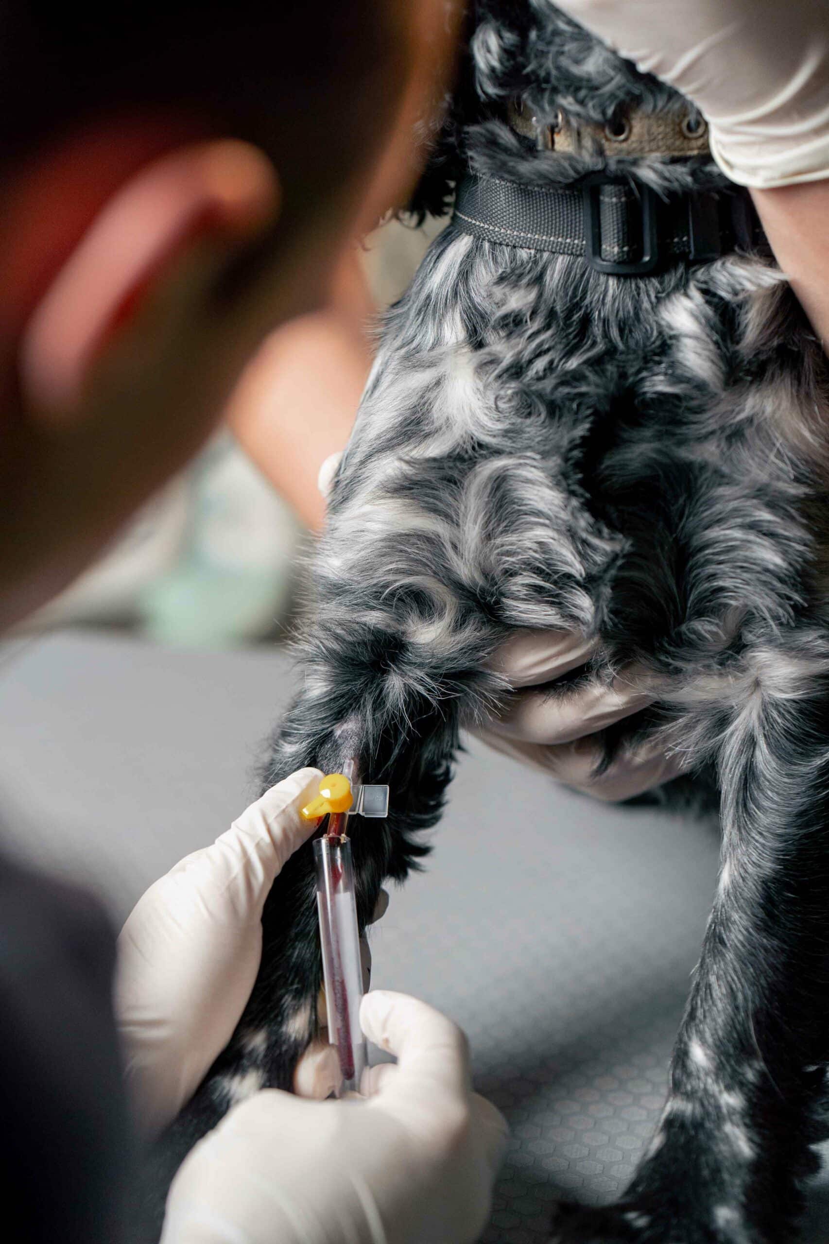 Veterinary Diagnostics in La Plata, Maryland