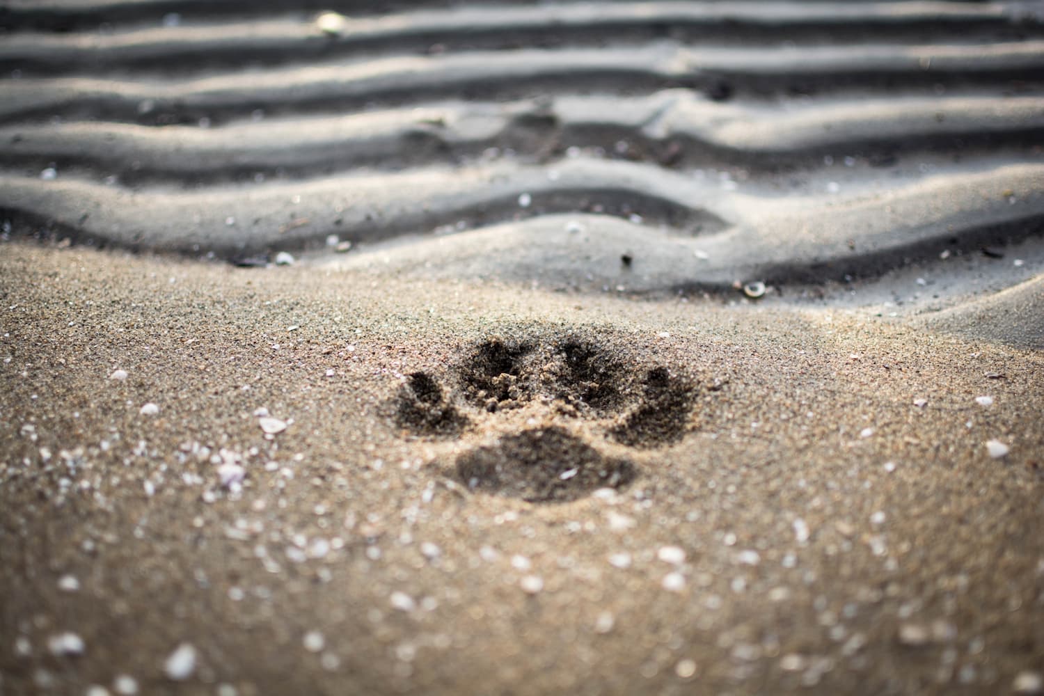 A single animal paw print is visible in the wet sand, with small seashells nearby and wavy lines formed by water in the background.