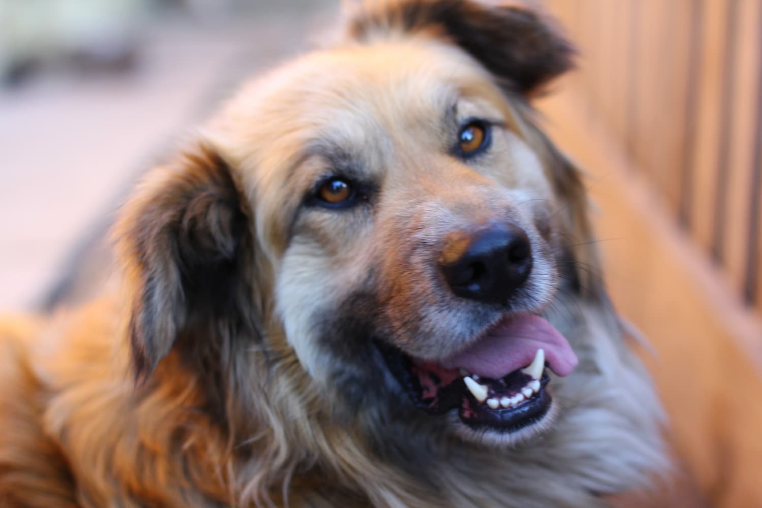 A close-up of a large, fluffy tan and black dog with its mouth open and tongue out, looking towards the camera.