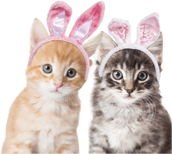 Two kittens, one orange and one gray, wearing pink and white bunny ear headbands, sitting side by side, facing forward.