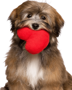 A small, fluffy brown and white dog is sitting and holding a red heart-shaped plush toy in its mouth.