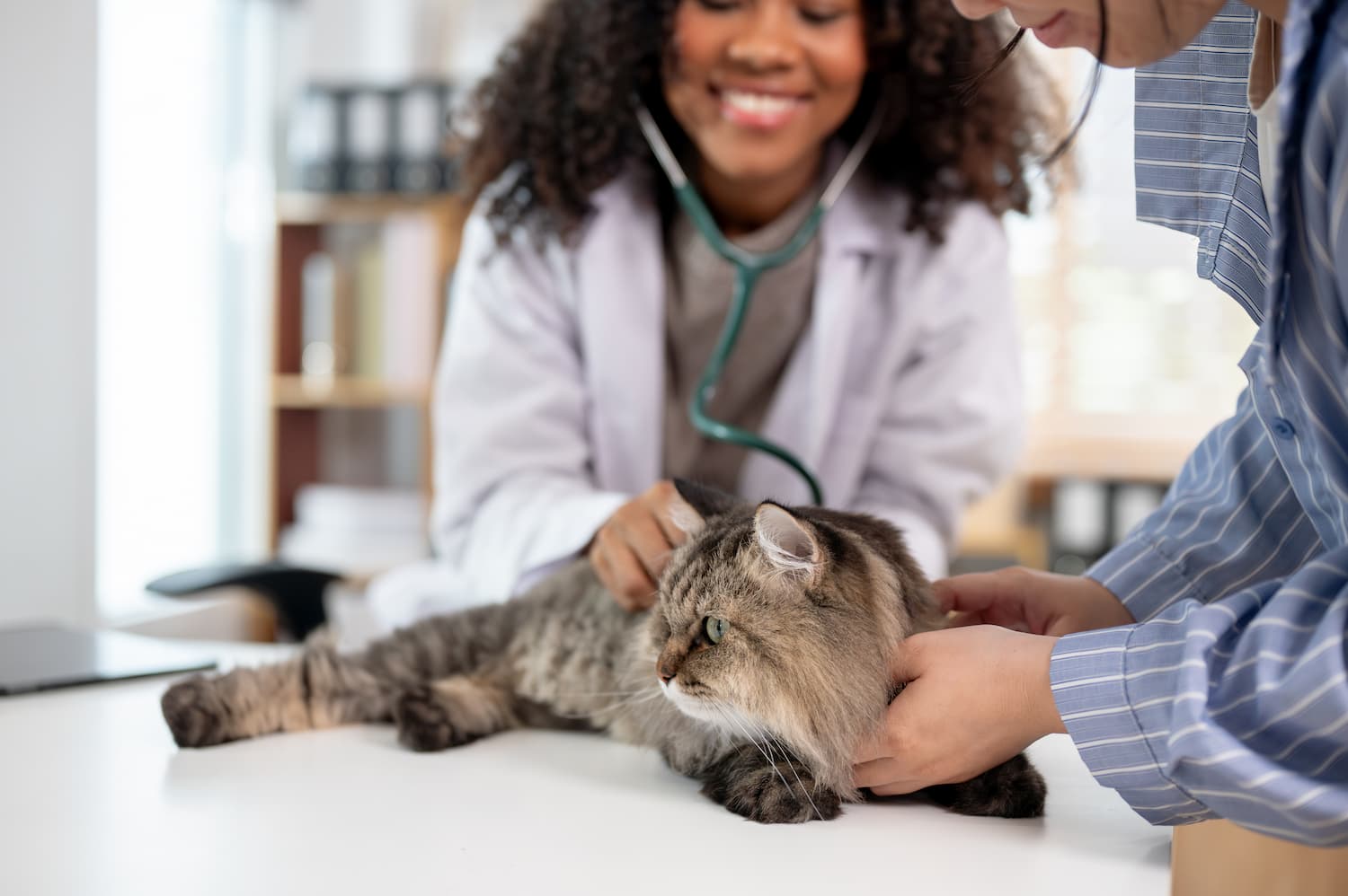 A veterinarian examines a fluffy gray cat on a table while an owner holds the cat still, carefully checking its dental health.