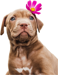 A brown puppy with a white patch on its chest sits upright, wearing a pink flower behind its ear.